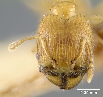 Media type: image; Entomology 20669